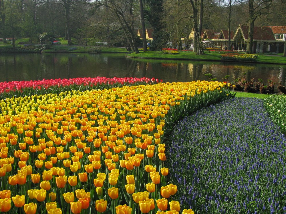 keukenhof5f.jpg