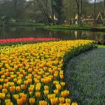 keukenhof5f.jpg